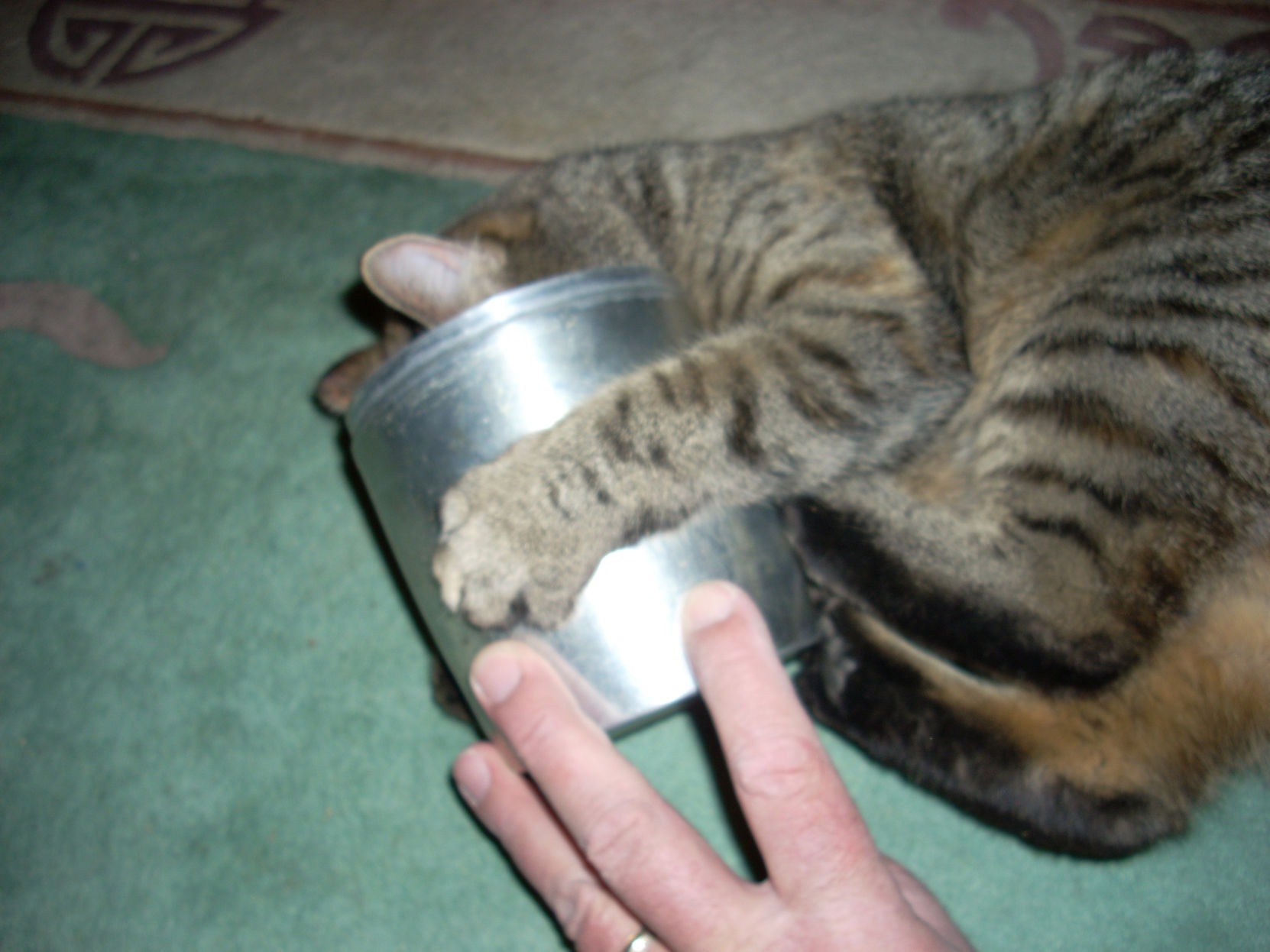 Plant - Catnip 2